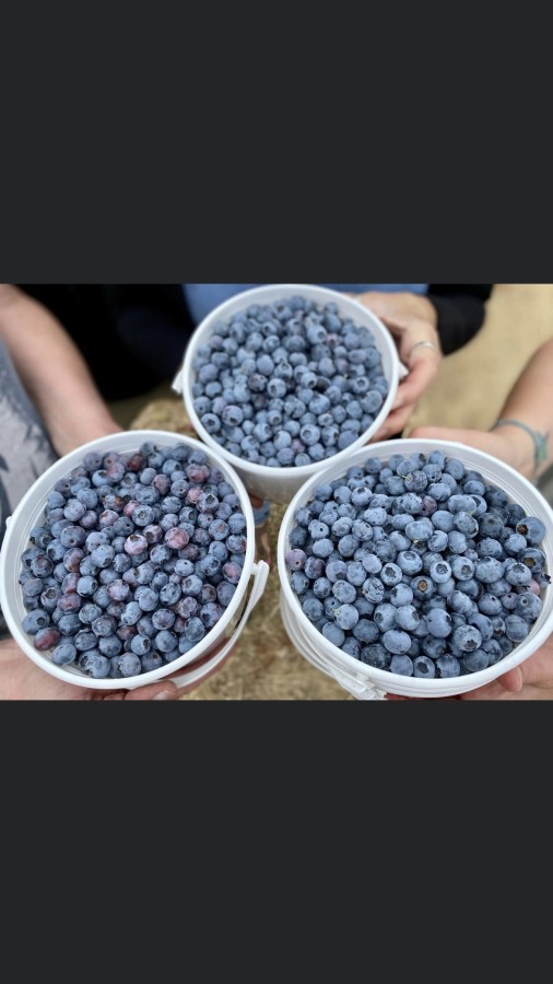 Once in a Blue Moon Berries Blueberry Festival